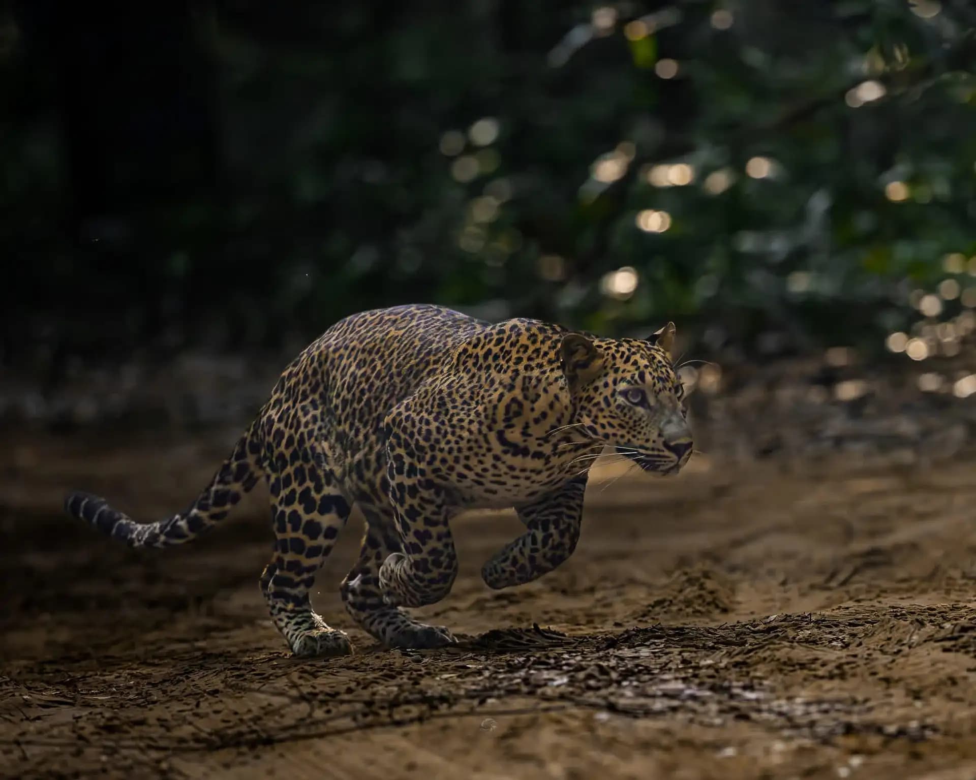 A leopard resting on a tree branch