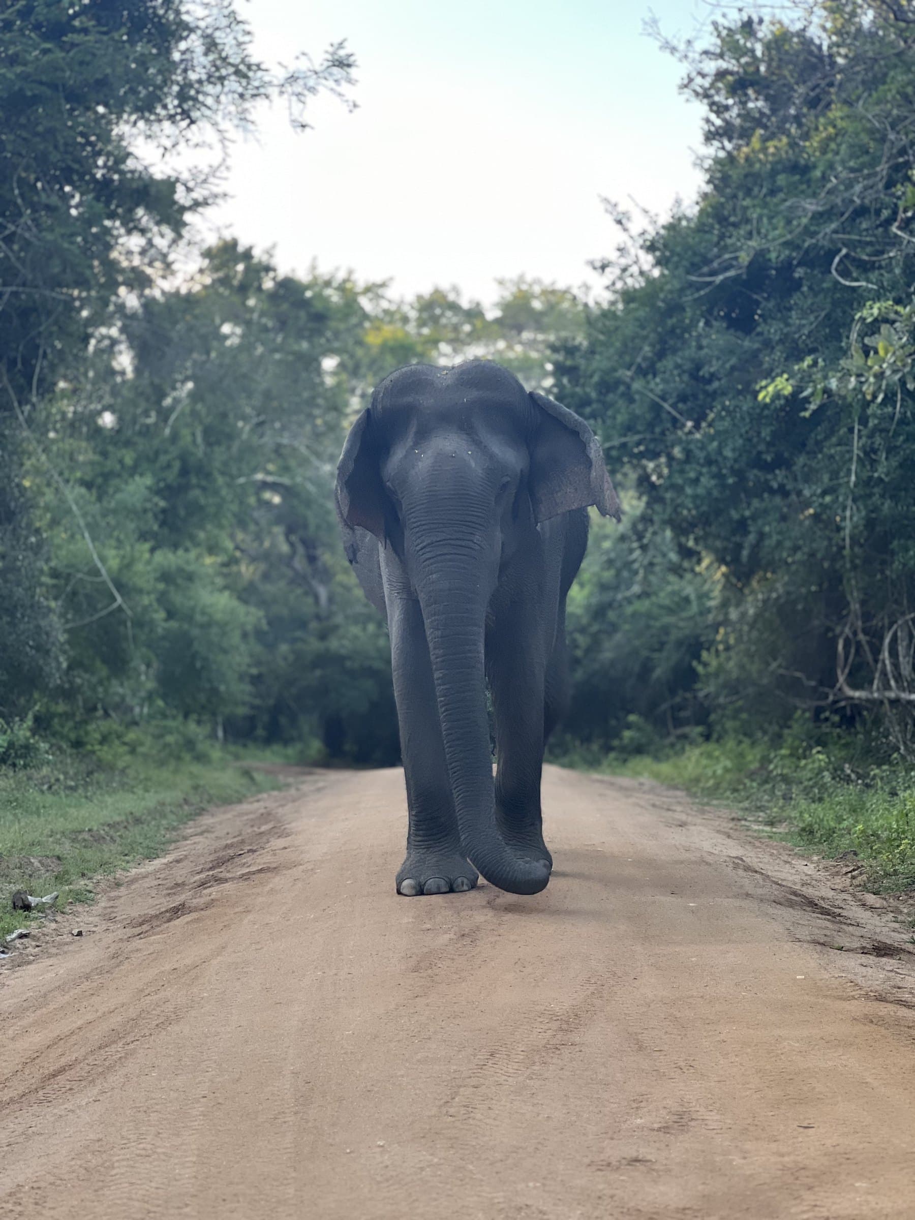 Safari jeep convoy in Yala National Park