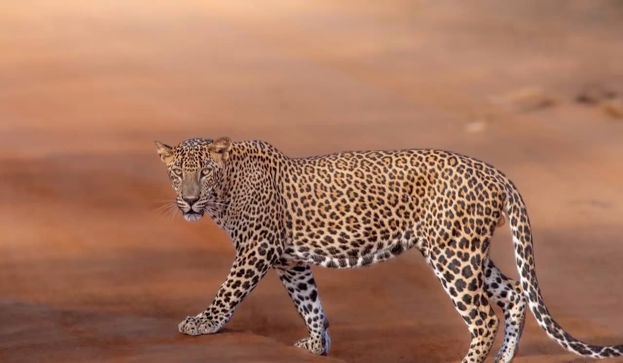 A Sri Lankan leopard on the prowl at dusk