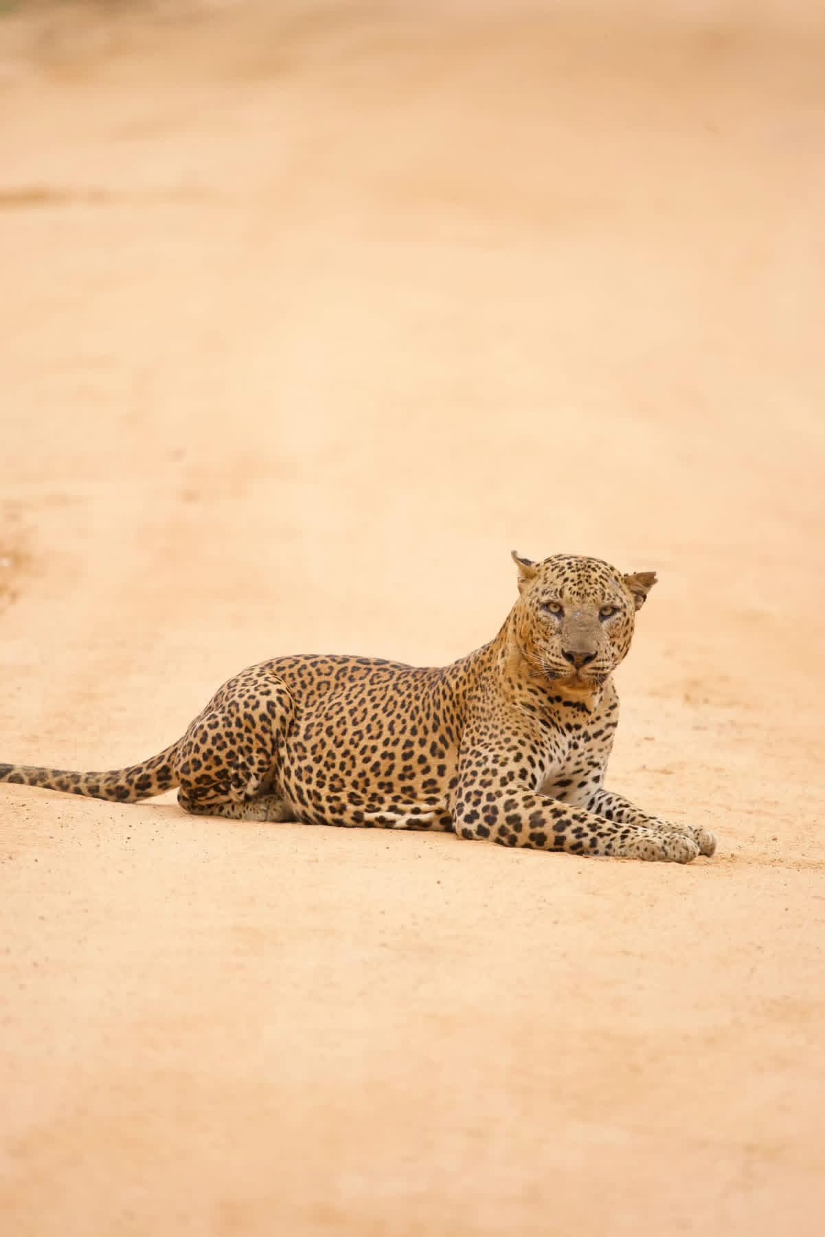 Yala National Park