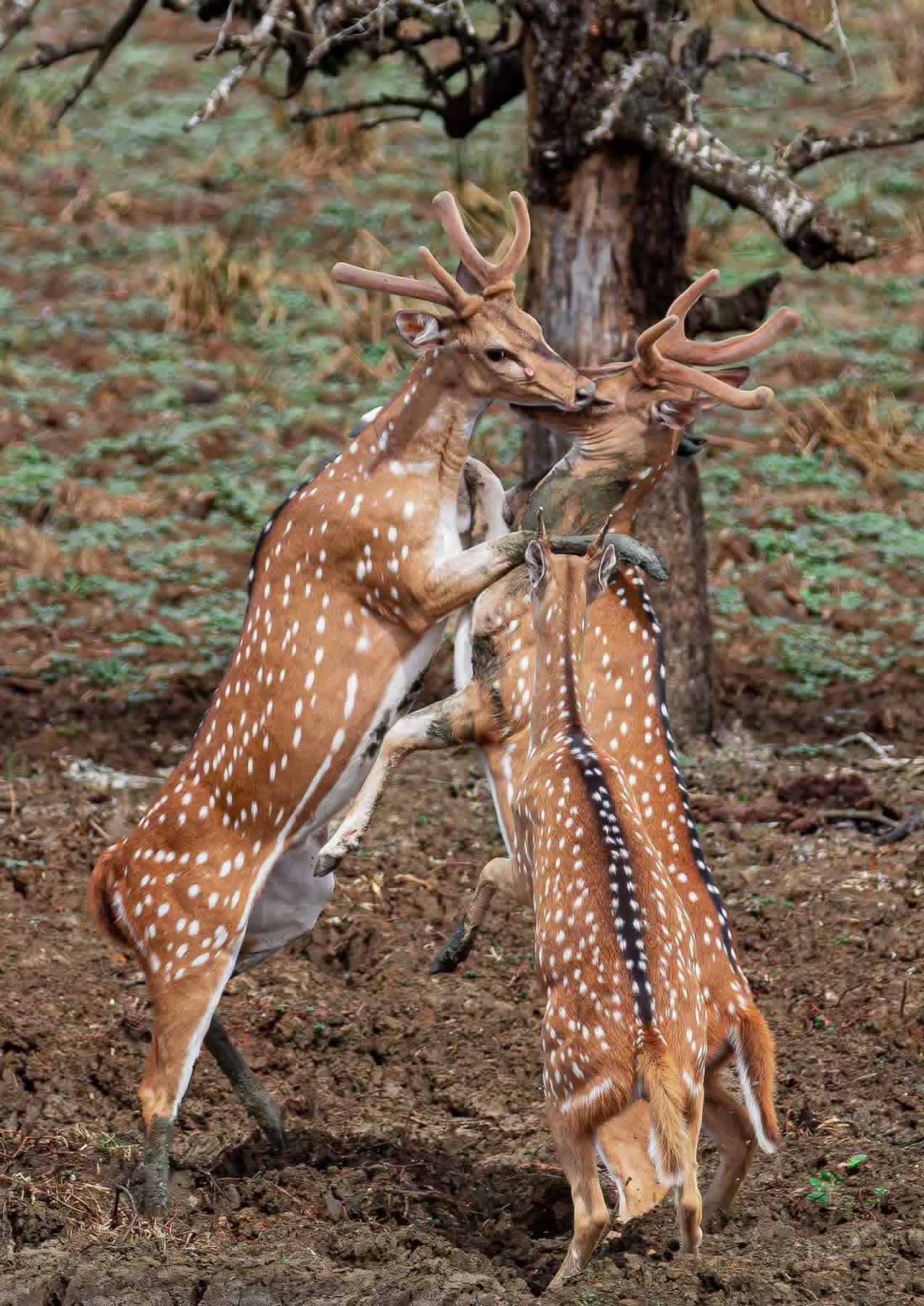 Bundala National Park