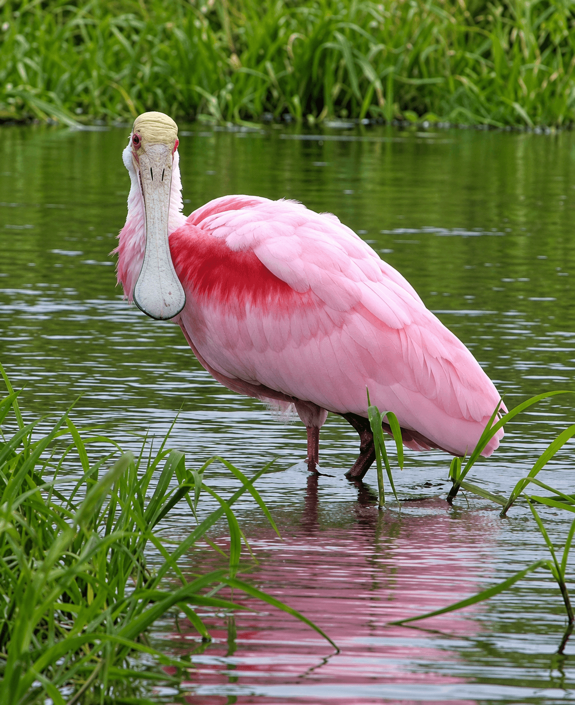 A Eurasian spoonbill wading in a lagoon