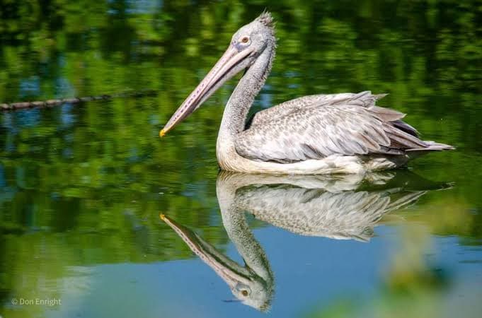 A spot-billed pelican resting near the water