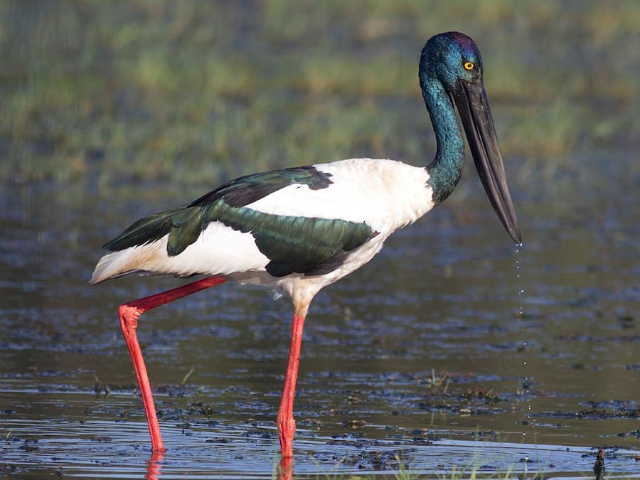 A black-necked stork foraging in a wetland