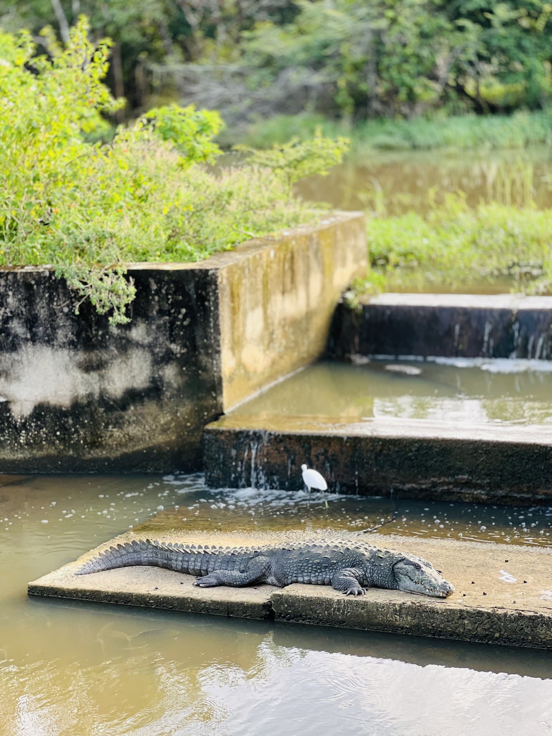 A mugger crocodile resting on the riverbank