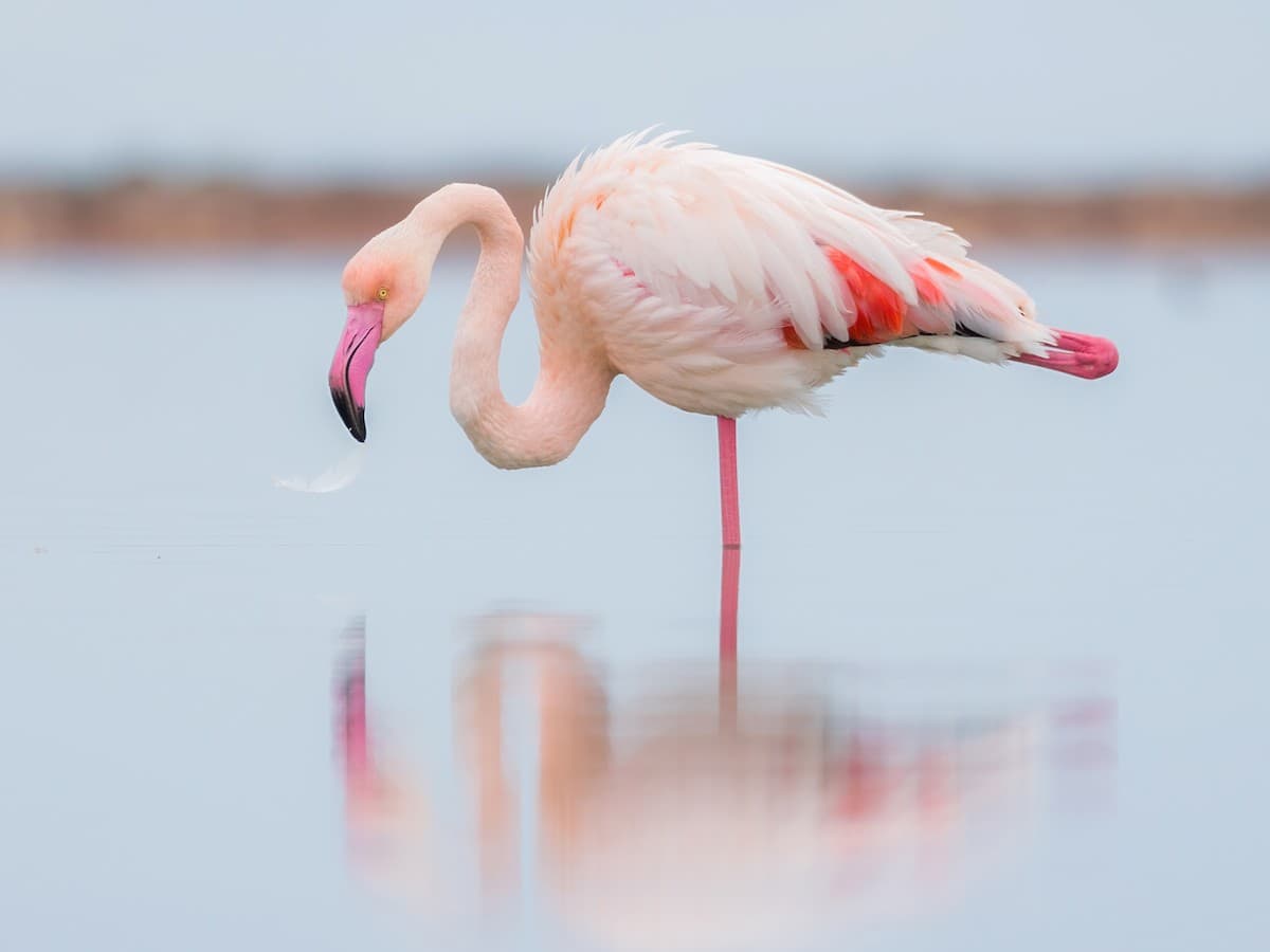 Greater flamingos wading in a coastal lagoon
