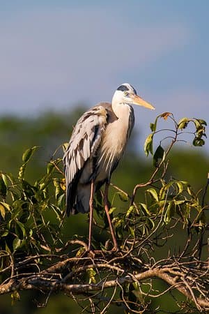 A grey heron standing at the water's edge