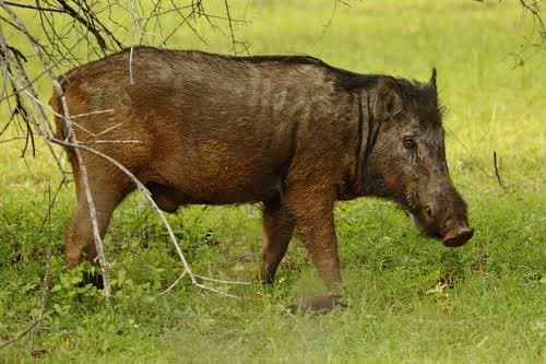 A wild boar foraging in the dry-zone scrub