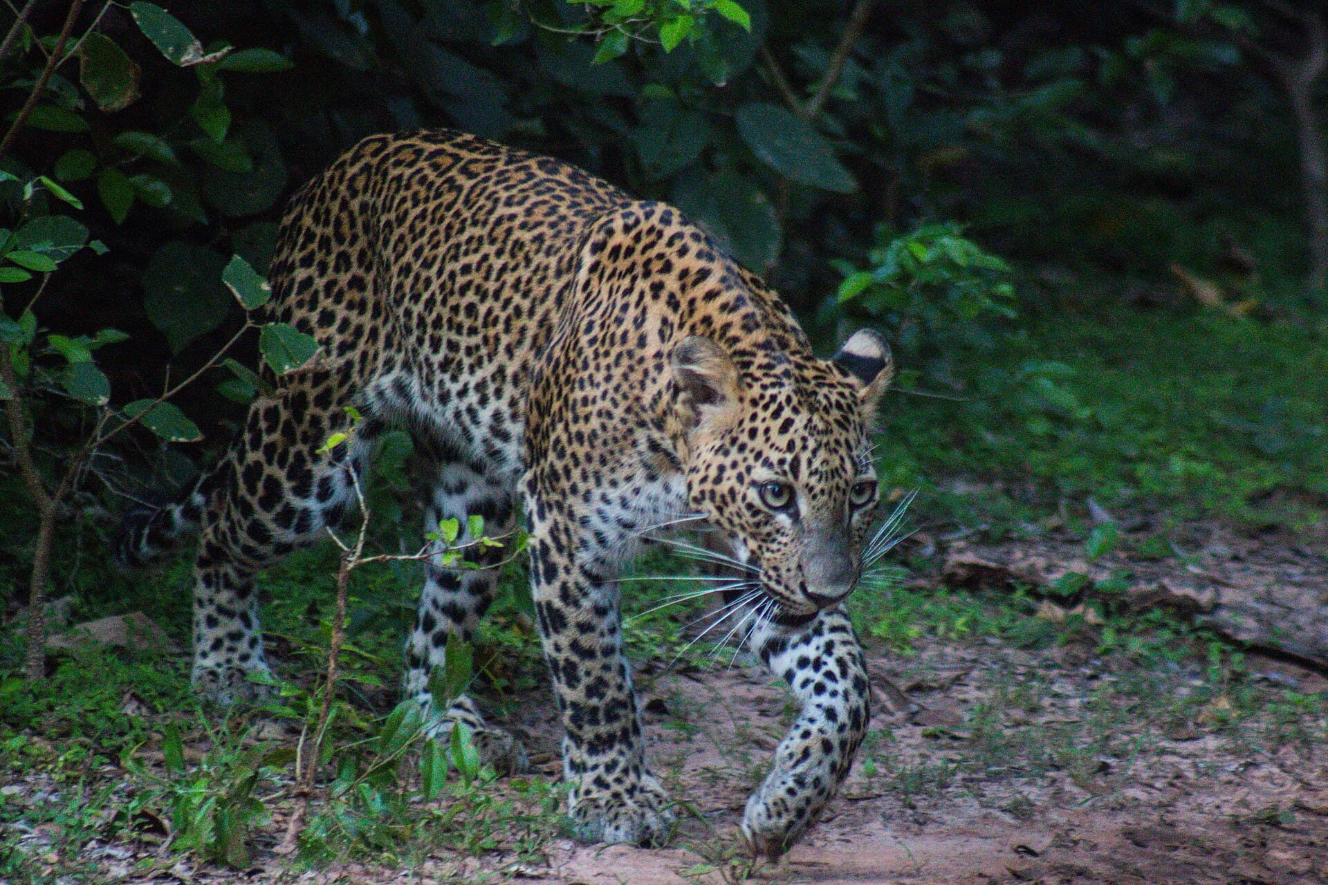 Yala National Park, Sri Lanka safari destination