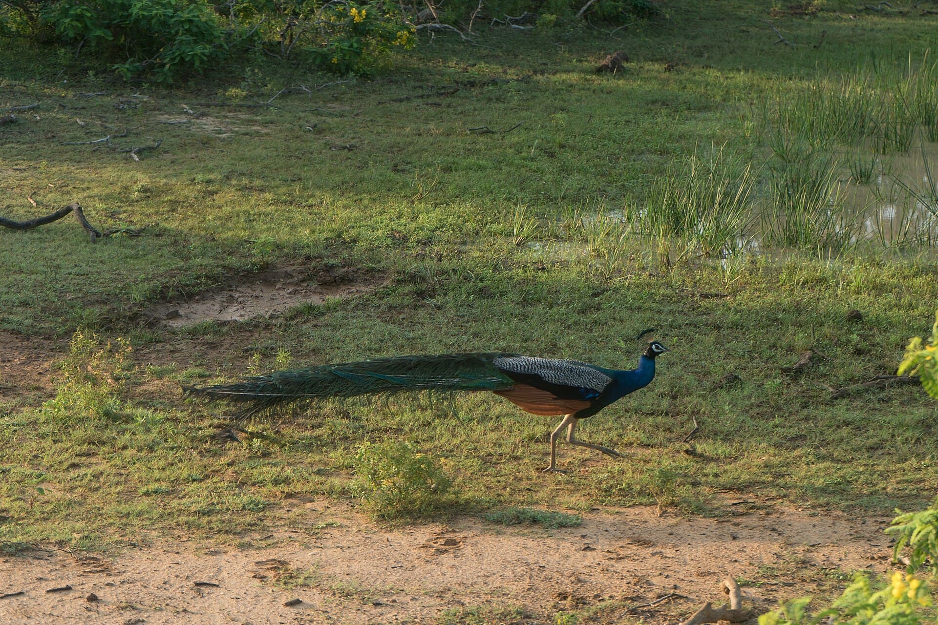 An Indian peacock displaying its plumage