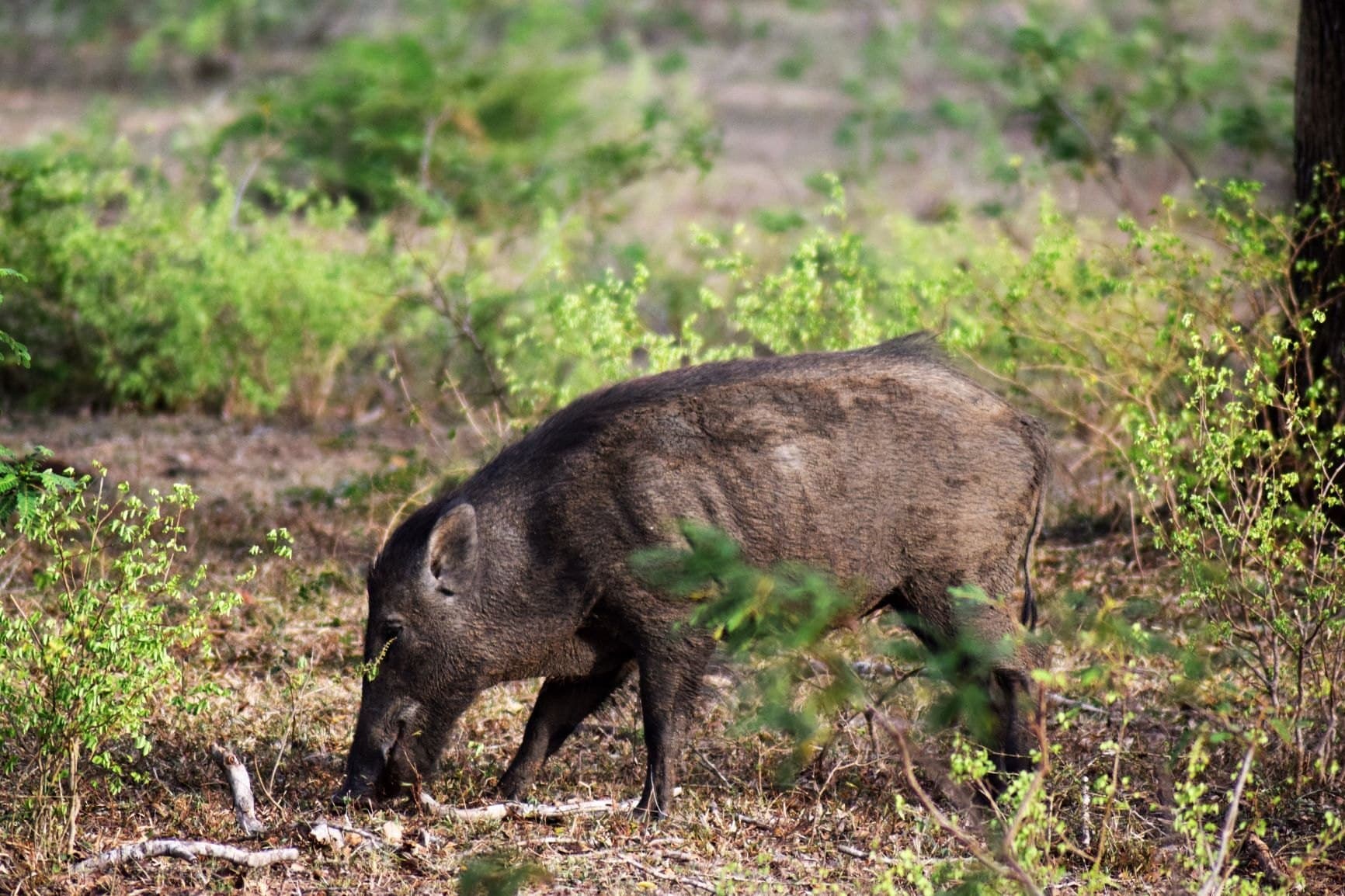 A wild boar in the Sri Lankan dry-zone forest