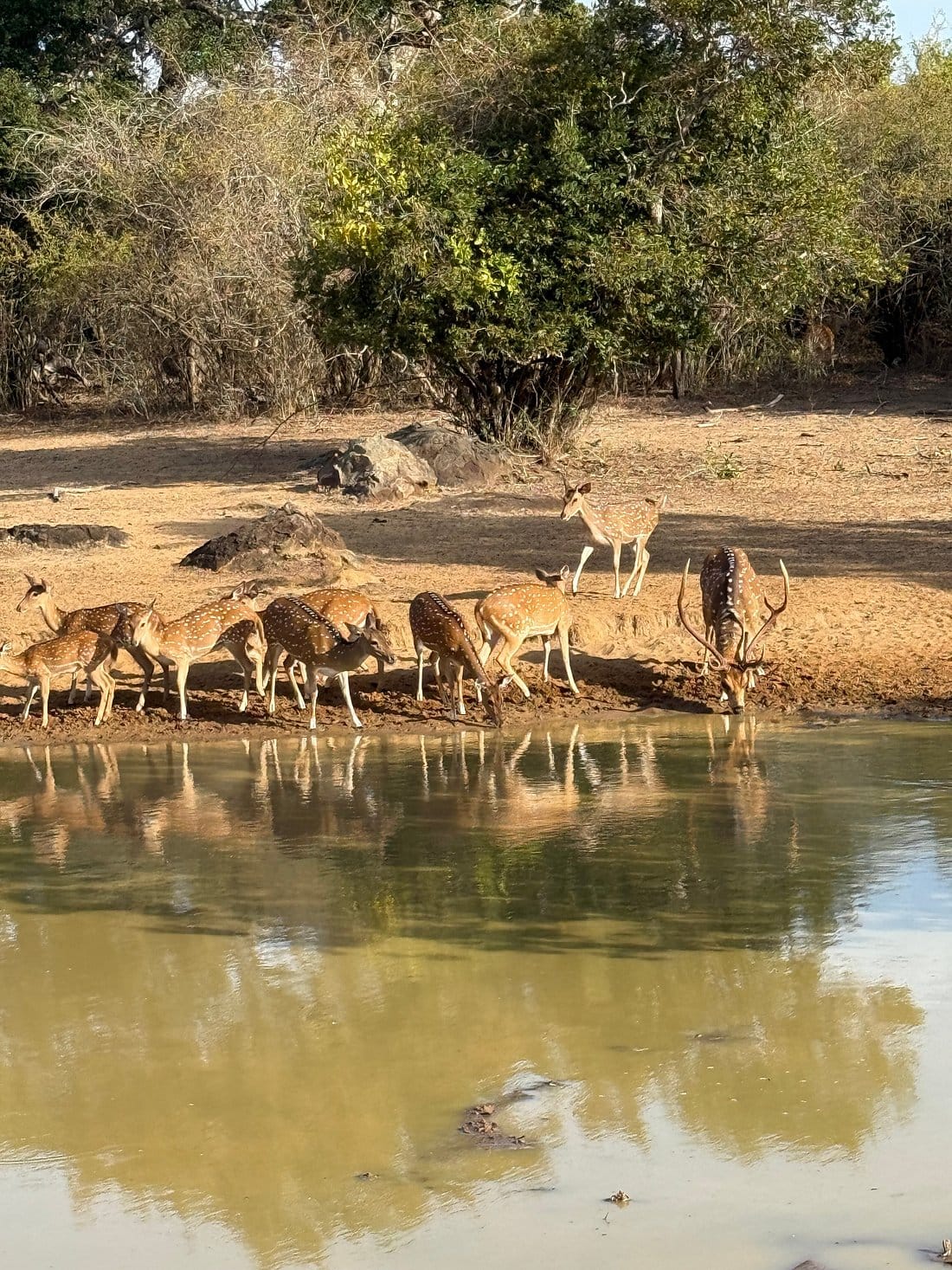 A safari driver beside jeeps parked on a dirt track in Yala National Park
