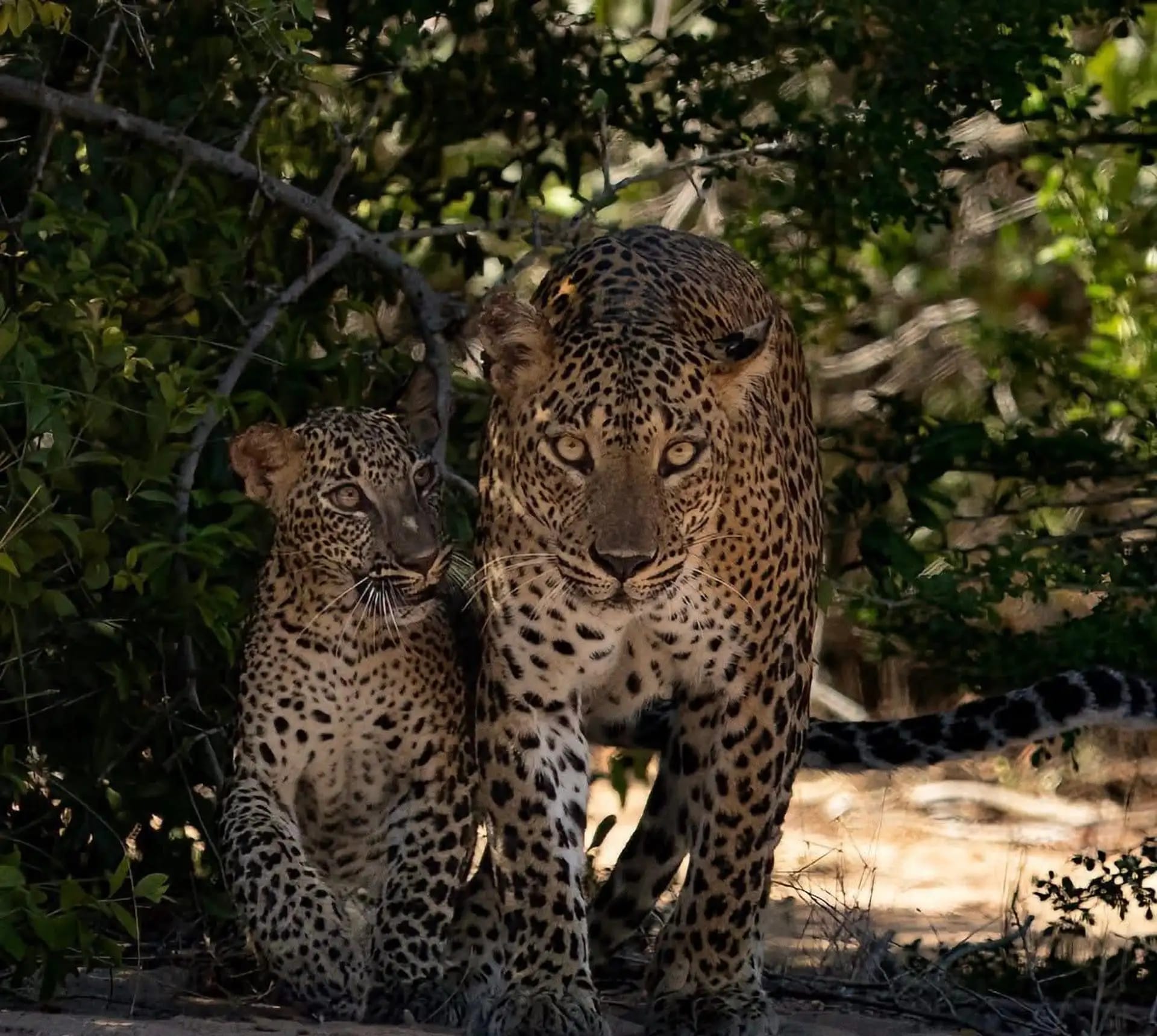 A leopard resting on a rock in Yala National Park
