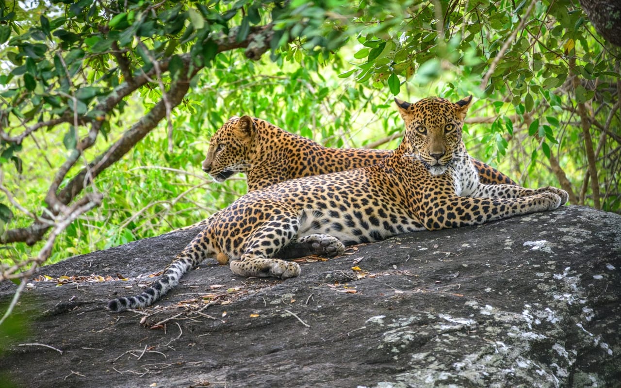 Two Sri Lankan leopards walking out of the bush in Yala National Park