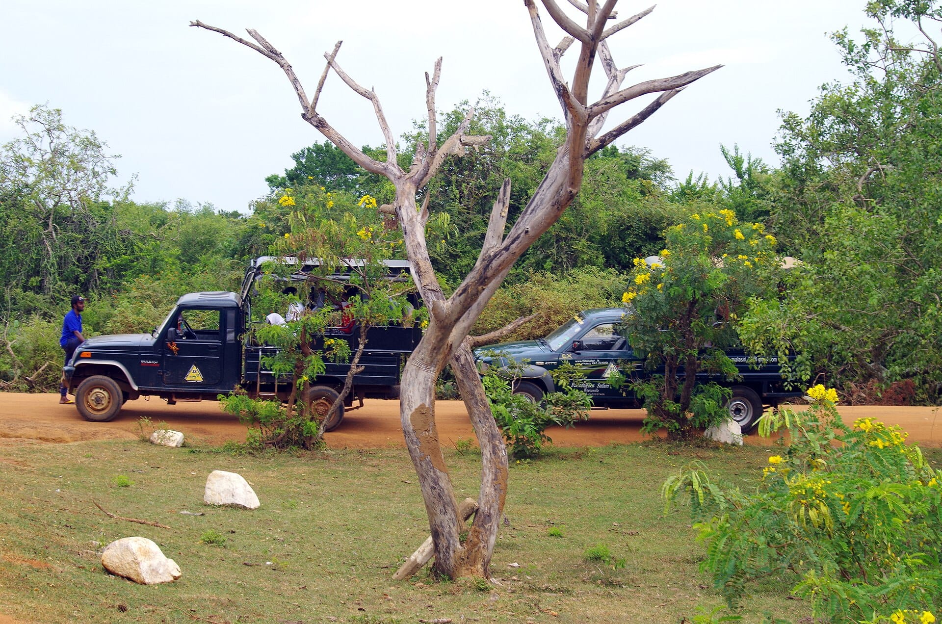 A safari driver beside jeeps parked on a dirt track in Yala National Park