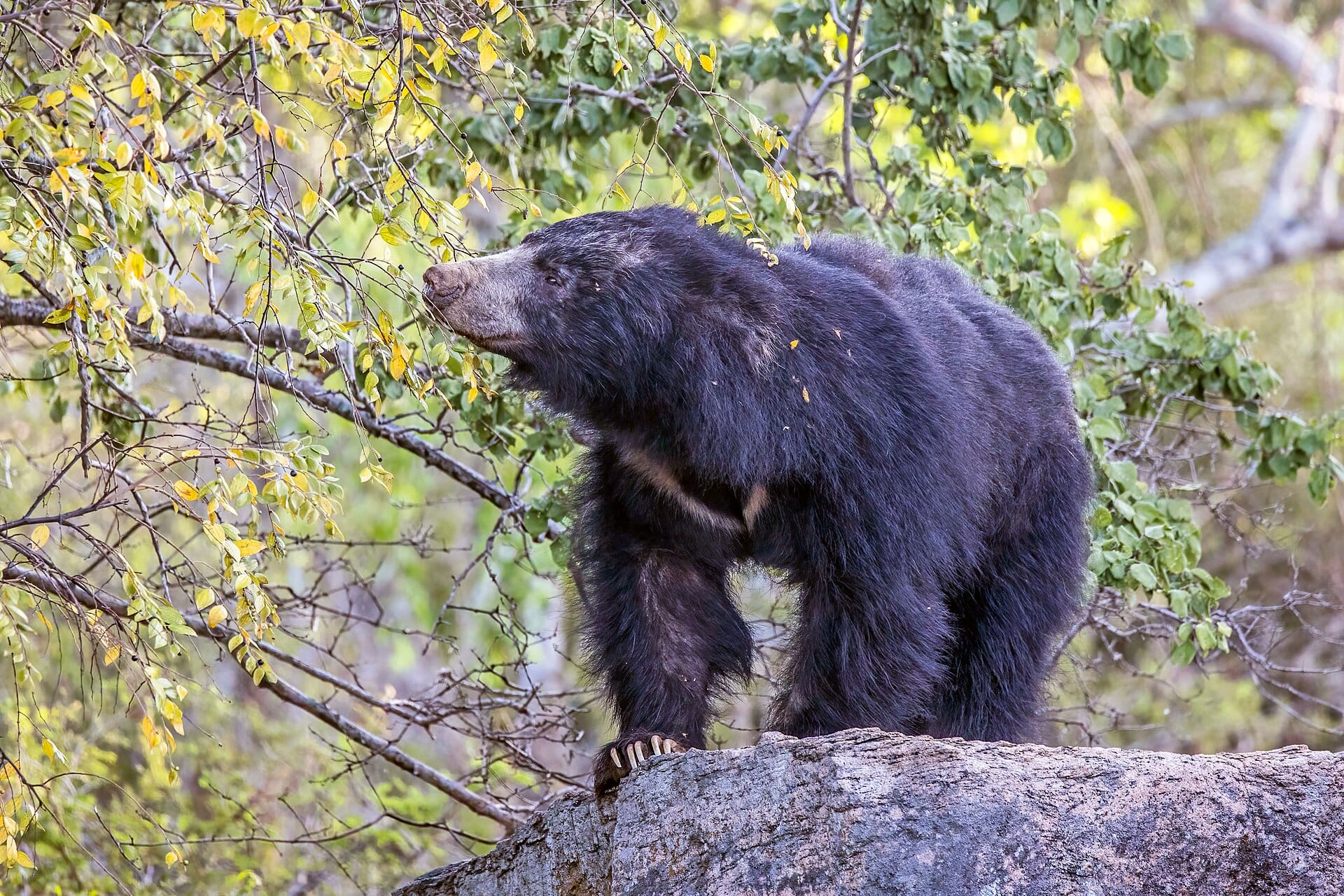 A sloth bear foraging in the Sri Lankan dry-zone forest
