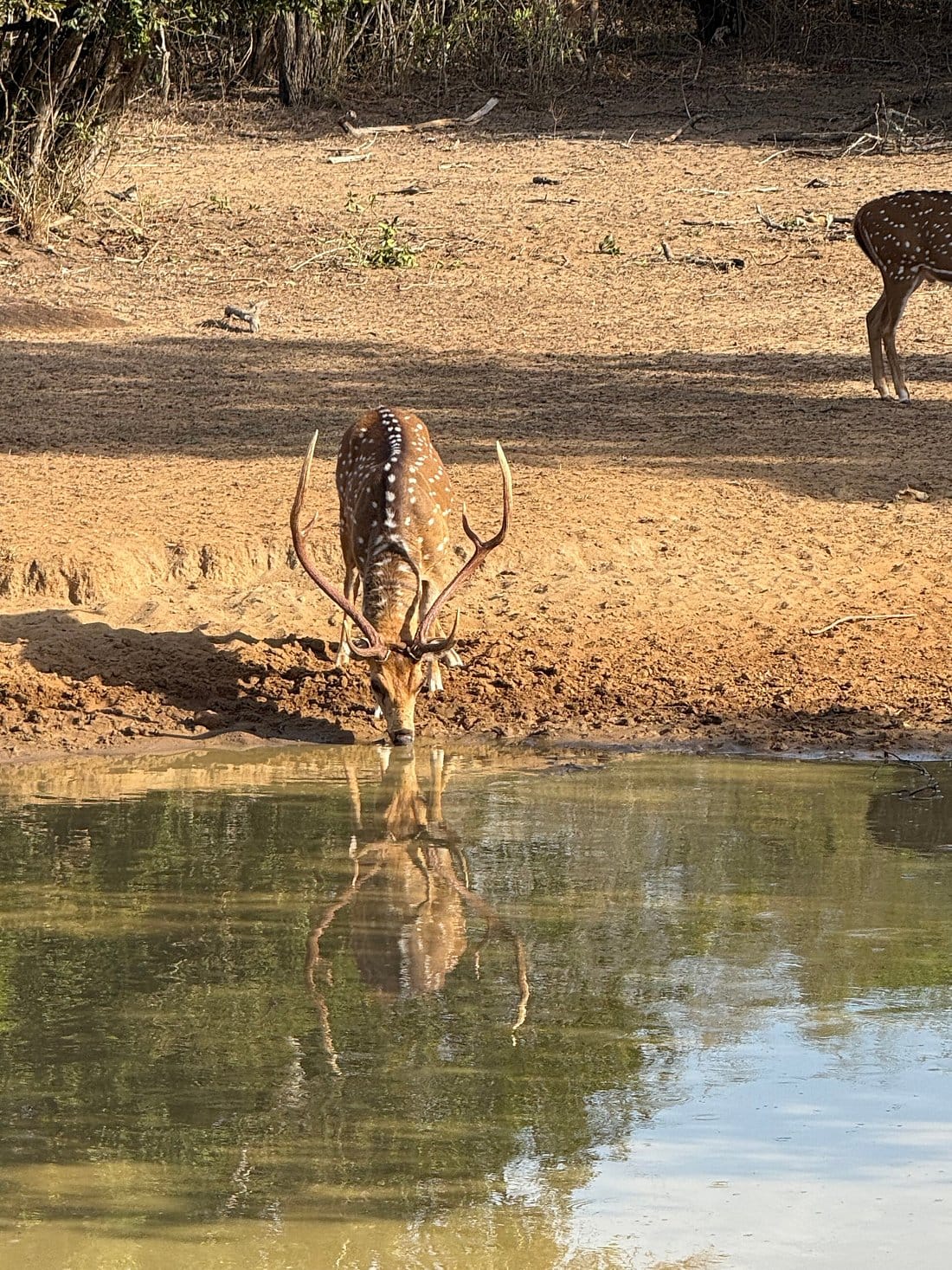 Dry-zone forest landscape at Lunugamvehera National Park